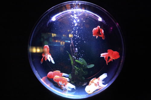 什么是掛壁式魚缸|如何制作掛壁式魚缸？